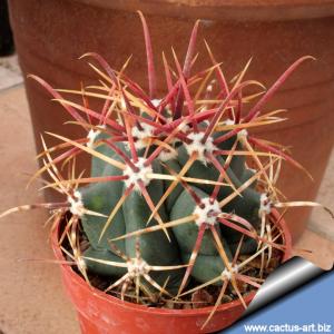Ferocactus gracilis subsp. coloratus