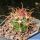 Ferocactus chrysacanthus hybrid (orange spines)