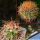 Ferocactus chrysacanthus hybrid (orange spines)