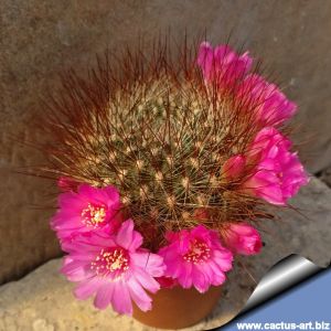 Sulcorebutia tiraquensis v. bicolorispina