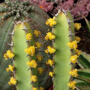 Euphorbia lyndenburgensis