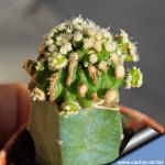Echinofossulocactus albatus forma mostruosa