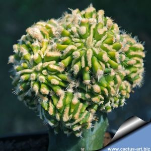 Echinofossulocactus albatus forma mostruosa
