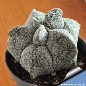 Astrophytum coahuilense cv. KIKKO
