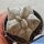 Astrophytum coahuilense cv. KIKKO