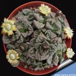 Titanopsis calcarea
