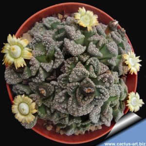 Titanopsis calcarea