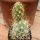 Tephrocactus sphaericus ISI 1525