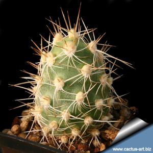 Tephrocactus sphaericus ISI 1525