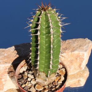 Euphorbia echinus