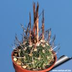 Echinofossulocactus phyllacanthus v. grandicornis SB437 Huizache, San Luis Potosi, Mexico