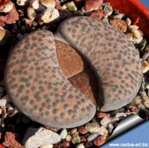 Lithops fulviceps v. lydiae C219 TL: 75 Km. N of Karasburg, Namibia