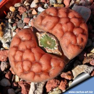 Lithops karasmontana v. tischeri C182 TL: 30 km NNE of Grünau, Namibia