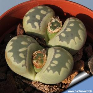 Lithops otzeniana C128   35 km North-North-West of Loeriesfontein, South Africa