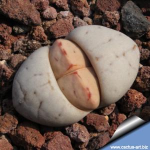 Lithops ruschiorum 'nelii' C316  25km E Cape Cross (Kaap Kruis), Namibia