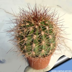 Denmoza rhodacantha Silver, Las Vegas, Mendoza, Argentina