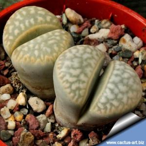 Lithops marmorata C260 (syn. diutina) 15 km ENE of Steinkopf, South Africa