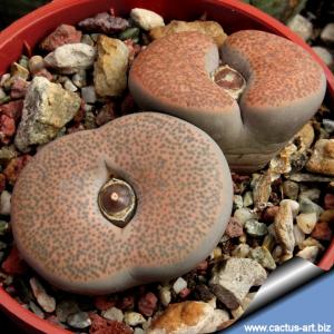 Lithops terricolor C254 (syn. peersii) 30 km ENE of Willowmore, South Africa