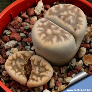 Lithops karasmontana ssp. bella C285 Near Aus, Namibia