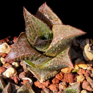 Haworthia venosa subsp. recurva Bayer