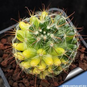 Mammillaria puberula f. variegata REP1059 Zaragoza de Solis, San Luis Potosí, Mexico, 1950m