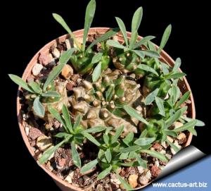 Euphorbia cv. COCKLEBUR (Euphorbia x japonica)