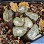 Haworthia maughani cv. Yukiguni (Snow county)