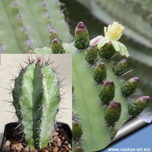 Polaskia chichipe