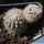 Mammillaria gracilis Monstruosa (cv. Clone A)