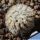 Mammillaria gracilis Monstruosa (cv. Clone A)