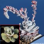 Echeveria laui