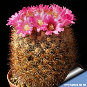 Mammillaria laui v. subducta L1222 Mina Asbestos, Ciudad Victoria, Tamaulipas, Mexico