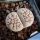 Lithops julii var. reticulata
