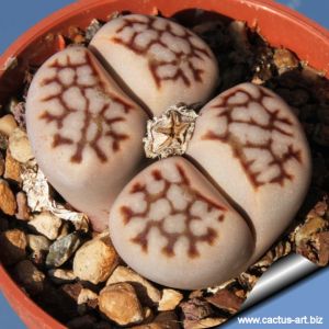 Lithops julii var. reticulata