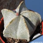 Astrophytum coahuilense SB1474 Lerdo, Durango, Mexico