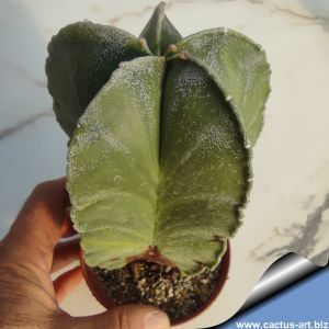 Astrophytum myriostigma "subnudum"  special form.