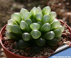 Haworthia cooperi v. truncata