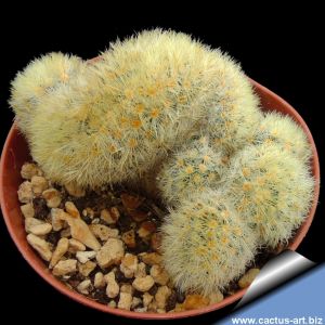Mammillaria carmenae f. cristata