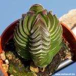 Crassula cv. BUDDHA'S TEMPLE