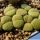 Lithops fulviceps v. aurea C363 Collector: Desmond Thorne Cole