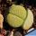 Lithops fulviceps f. aurea C363 Collector: Desmond Thorne Cole