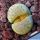 Lithops fulviceps v. aurea C363 Collector: Desmond Thorne Cole