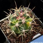 Ferocactus tiburonensis f. variegata
