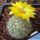 Mammillaria baumii