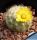 Mammillaria baumii