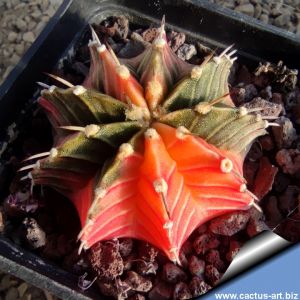 Gymnocalycium friedrichii v. angustostriatum LB2178 hybrid f. variegata