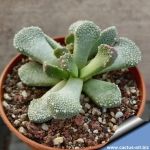 Aloinopsis luckhoffii Aalwynsfontein (MG 1311.2)