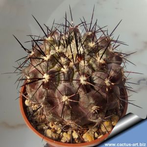 Copiapoa humilis north of Paposo (black body)