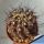 Copiapoa humilis north of Paposo (black body)