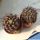 Copiapoa humilis north of Paposo (black body)